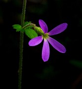 Suksdorfia violacea - Violet Suksddorfii 14-7834_1